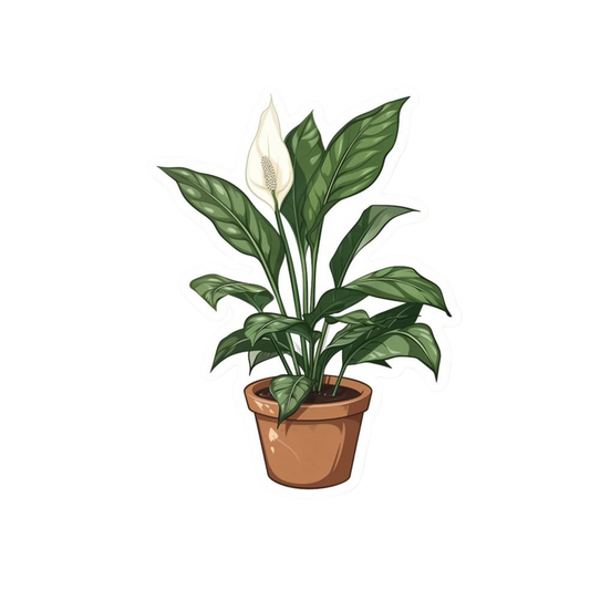 Peace Lily Plant Sticker | Houseplant Sticker BD