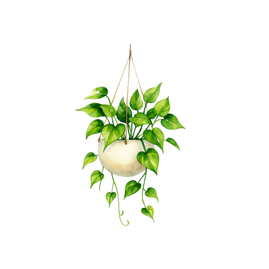 Hanging Plant Sticker | Green Indoor Plant Sticker BD