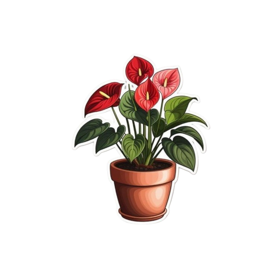 Red Anthurium Plant Sticker | Customized Sticker BD