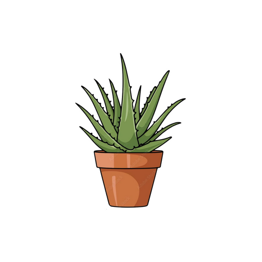 Aloe Vera Plant Sticker | Cute Succulent Sticker BD