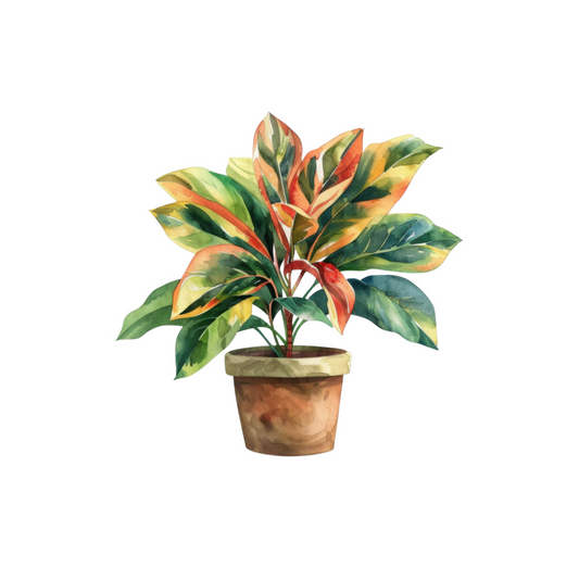 Variegated Indoor Plant Sticker | Customized Sticker BD