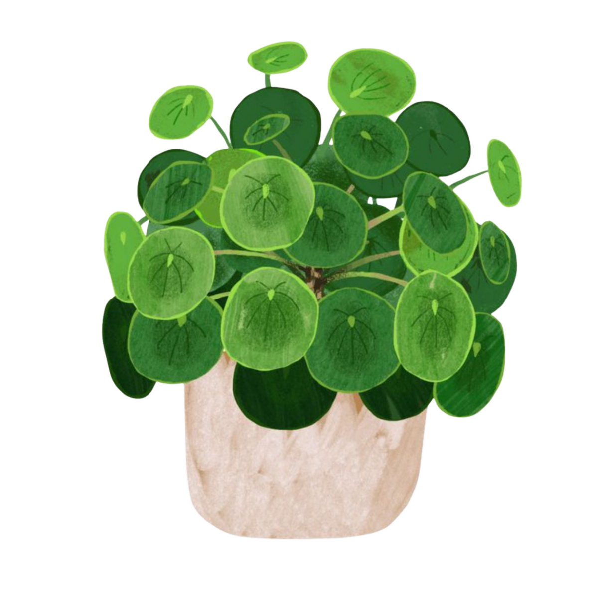 Pilea Plant Sticker | Round Leaf Indoor Plant BD