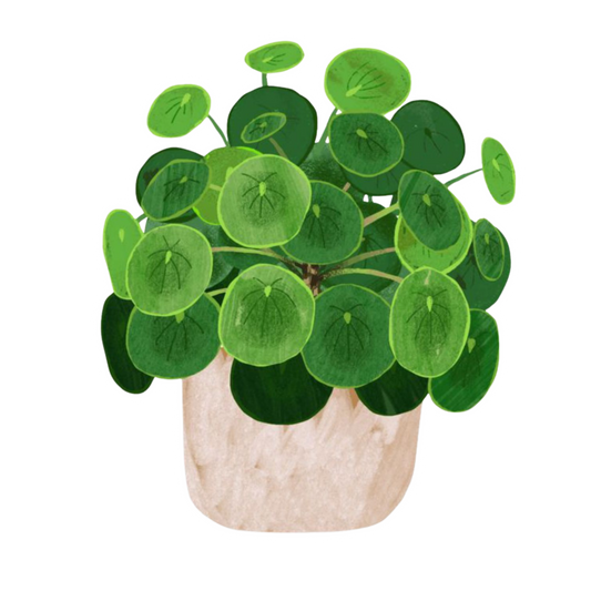 Pilea Plant Sticker | Round Leaf Indoor Plant BD