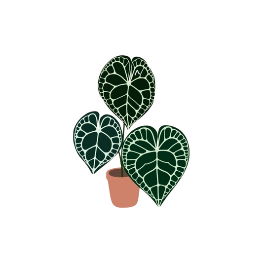 Heart Leaf Plant Sticker | Indoor Plant Sticker BD
