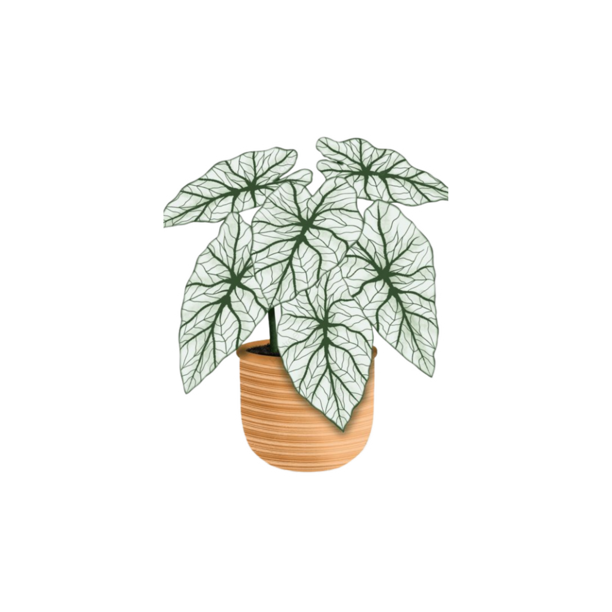 White Caladium Plant Sticker | Veined Indoor Plant BD