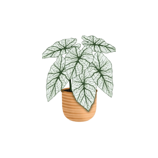 White Caladium Plant Sticker | Veined Indoor Plant BD