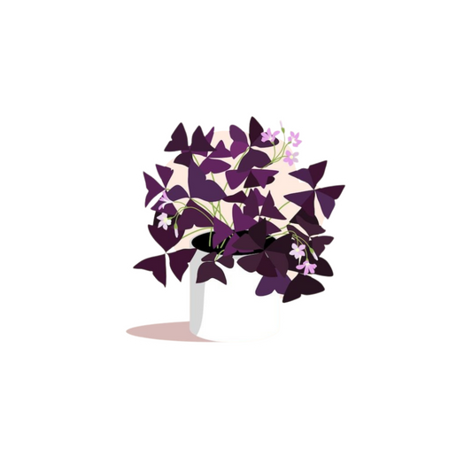 Purple Leaf Plant Sticker | Flowering Indoor Plant BD
