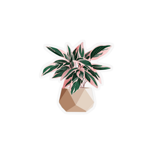 Pink Variegated Plant Sticker | Colorful Indoor Plant BD