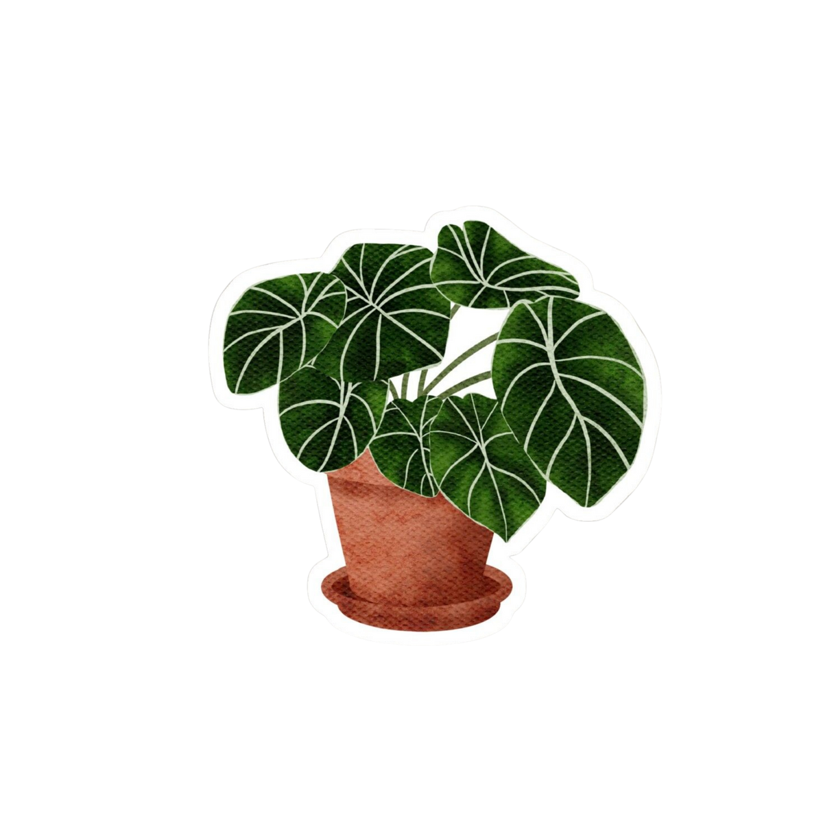 Calathea Plant Sticker | Customized Sticker BD