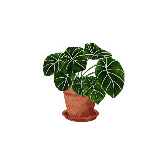 Calathea Plant Sticker | Customized Sticker BD